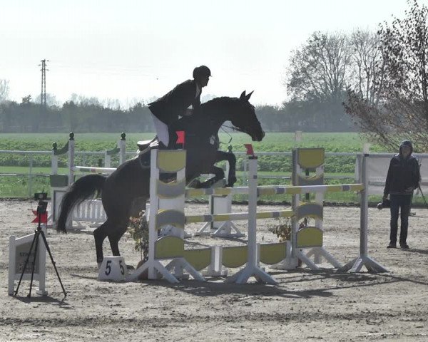 Reitturnier Langenau 2019