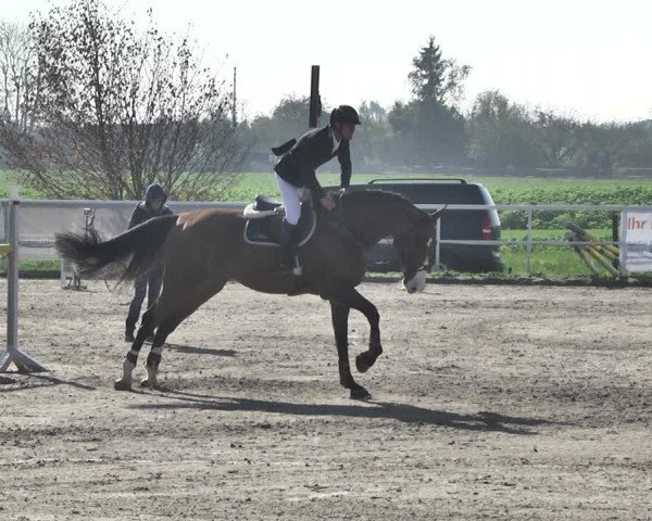 Reitturnier Langenau 2019