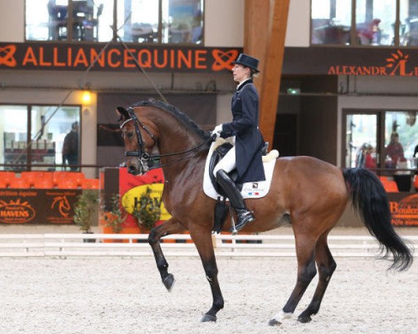 dressage horse Amorak (KWPN (Royal Dutch Sporthorse), 2005, from Special D)