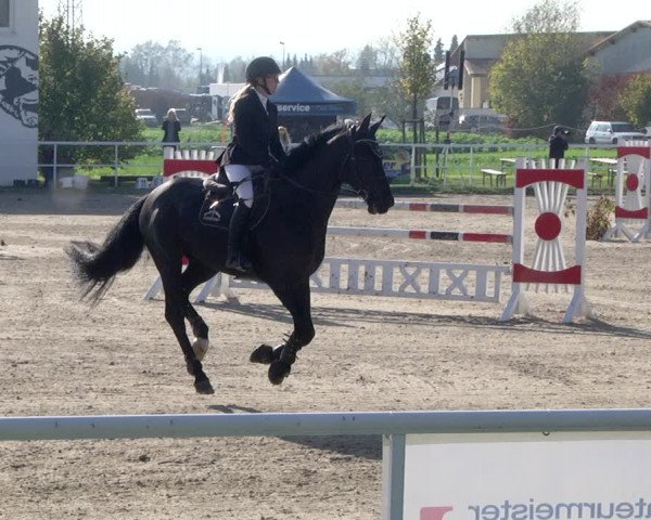 Reitturnier Langenau 2019