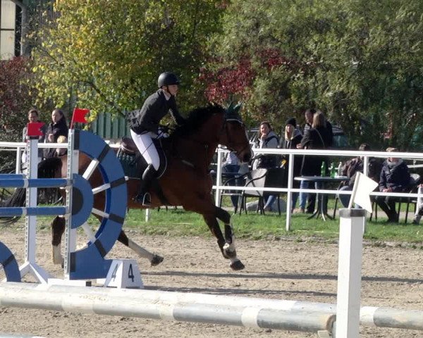 Reitturnier Langenau 2019