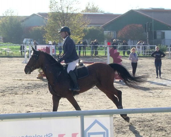 Reitturnier Langenau 2019