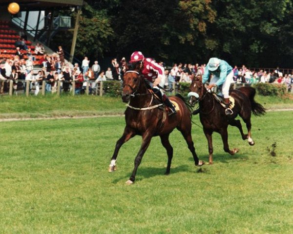 horse Barabinsk ox (Arabian purebred, 1986, from Strij 1977 ox)