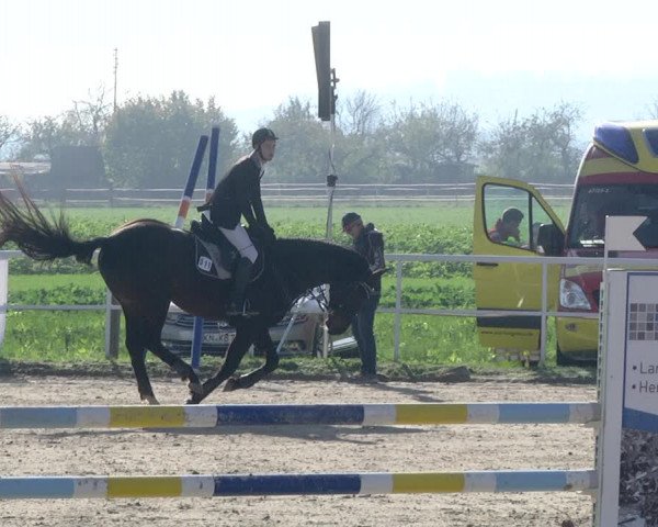 Reitturnier Langenau 2019