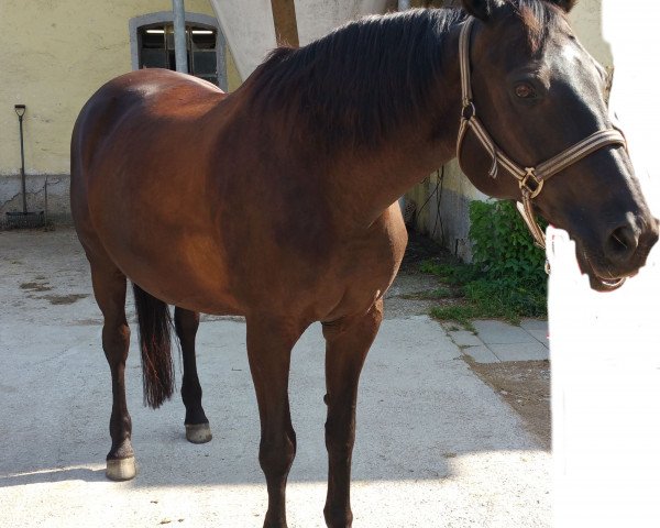 horse Halifax 72 (Trakehner, 1998, from Caprimond)