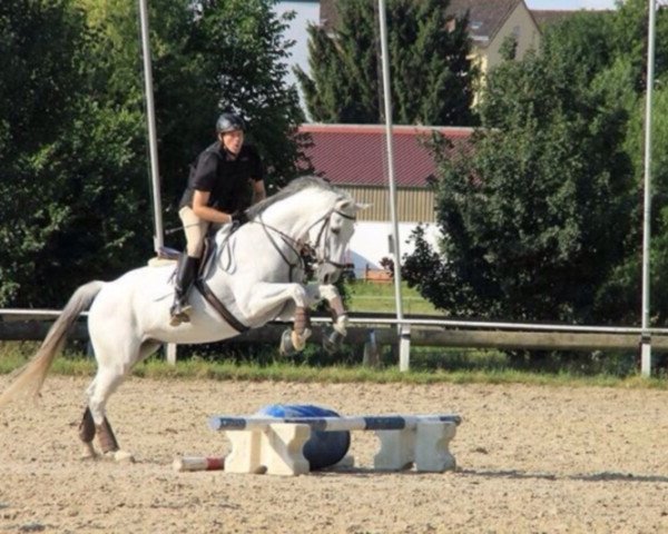 jumper Matscho 6 (Zweibrücken, 2002, from Motley xx)