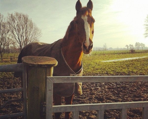 dressage horse Chester 36 (Westphalian, 1994, from Carte d'Or)