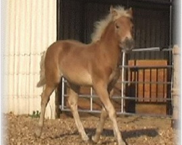 horse Wendelstein (Haflinger, 2005, from Winterstein)