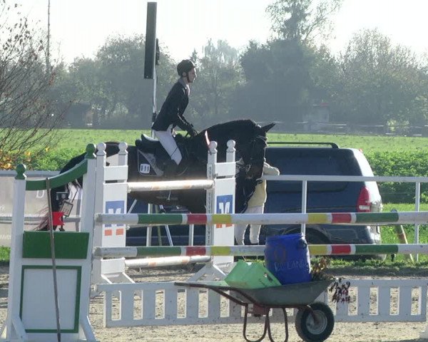 Reitturnier Langenau 2019