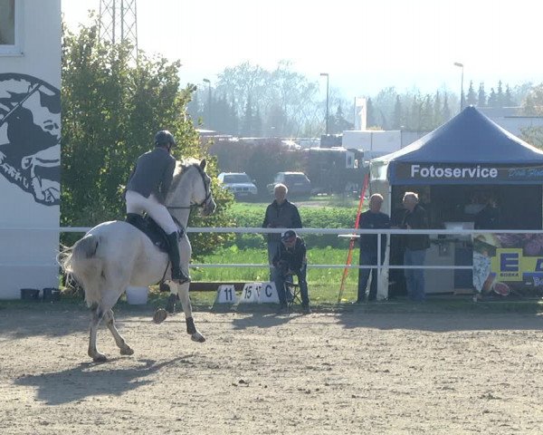 Reitturnier Langenau 2019