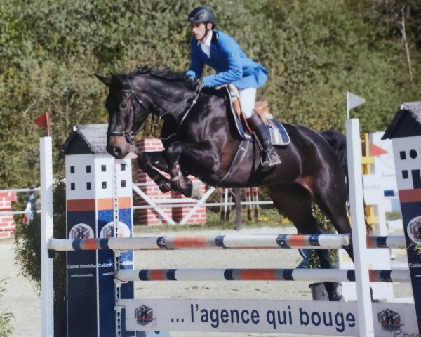 broodmare Cloe (Westphalian, 2008, from Clinton H)