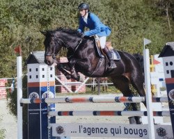 broodmare Cloe (Westphalian, 2008, from Clinton H)