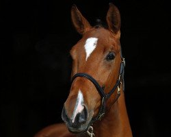 broodmare Leona VI (Oldenburg, 2012, from Lordanos)