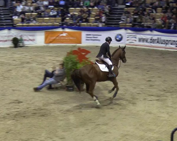 Reitturnier Neumünster 2019