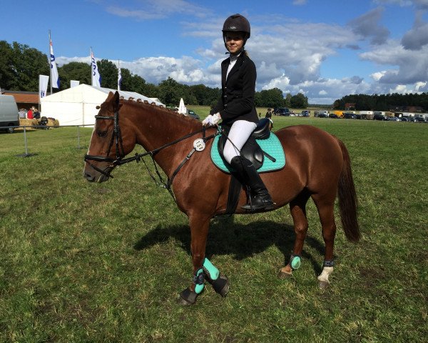 jumper Charlotte 134 (Pony without race description, 2000, from Poldy)