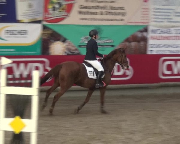 Reitturnier Wachtberg-Adendorf 2019