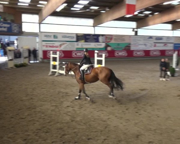 Reitturnier Wachtberg-Adendorf 2019