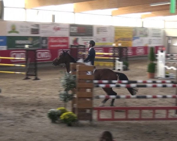 Reitturnier Wachtberg-Adendorf 2019