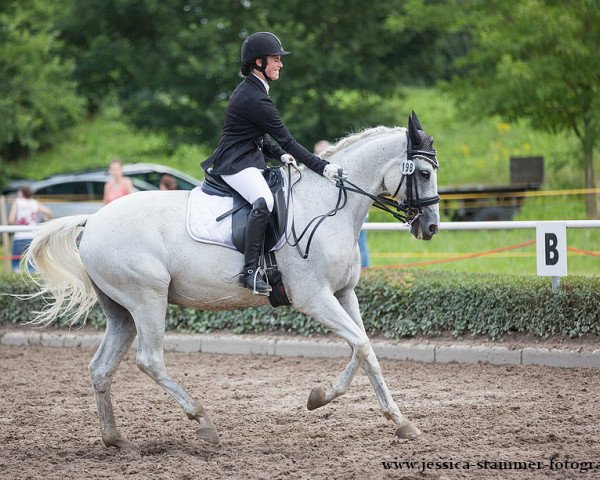 dressage horse Kirono P (German Warmblood, 2002, from Bold Domino xx)