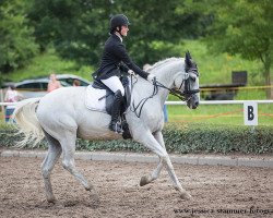 dressage horse Kirono P (German Warmblood, 2002, from Bold Domino xx)