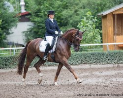 dressage horse James Dean 4 (Rhinelander, 2008, from Jazz Rubin)