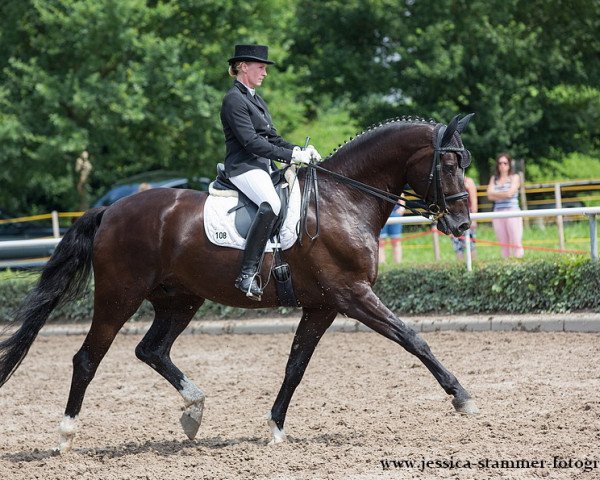 dressage horse der Edelstein (Westphalian, 2003, from Depardieu 11)