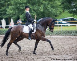 dressage horse Skywalker 65 (Hanoverian, 2006, from Sandro Hit)