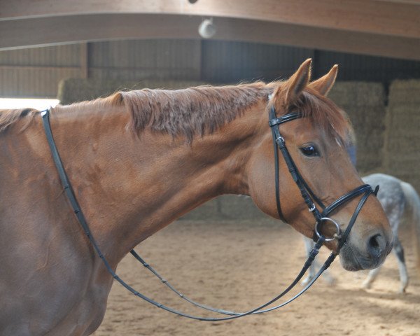 horse Atlanta 536 (Württemberger, 2009, from Alassio's Boy)