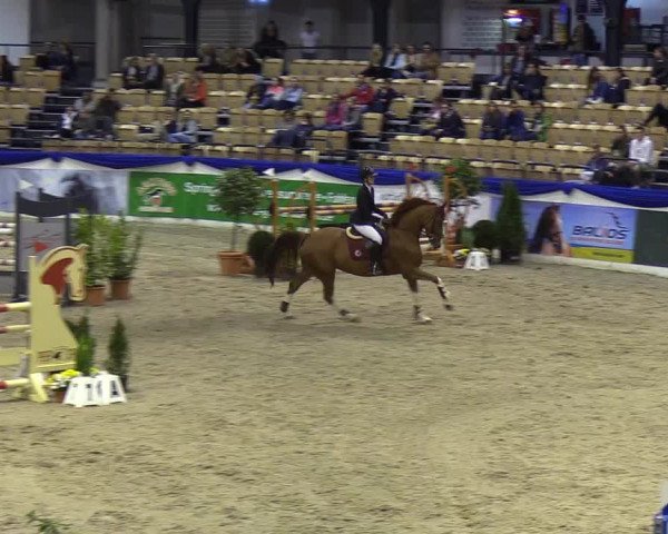 Reitturnier Neumünster 2019