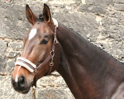 dressage horse Forrest Gump (Hanoverian, 2008, from Fürst Grandios)