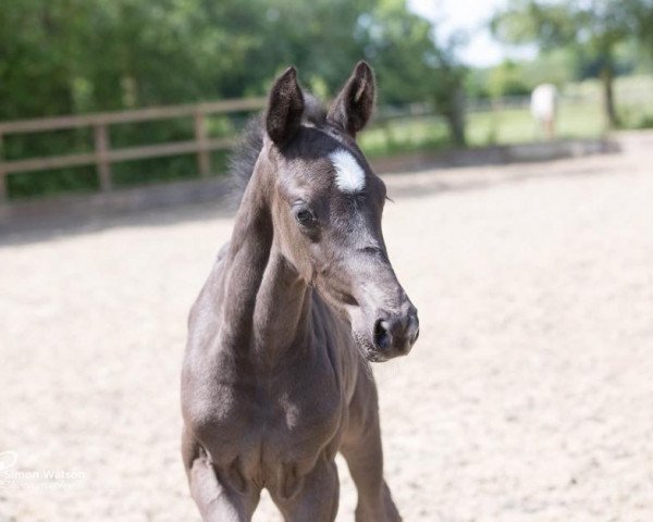 horse DC Dreamtime (British Sport Horse, 2015, from Dream On)