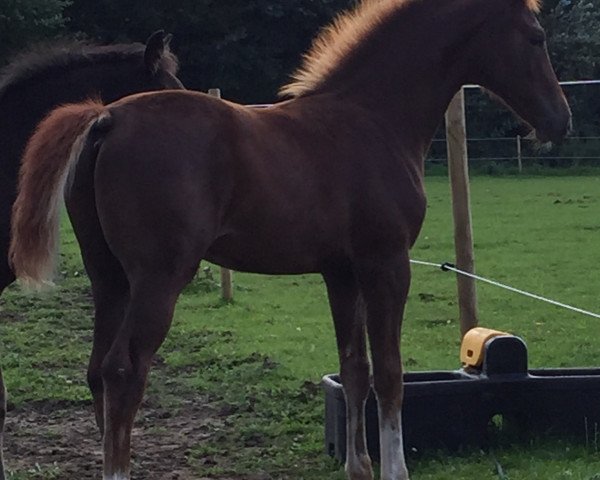 horse DC Dickie (British Sport Horse, 2015, from Dream On)
