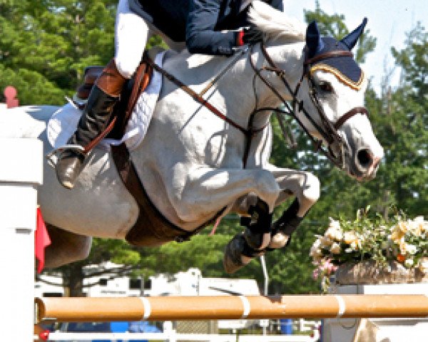 Pferd Azzaro van 't Hagenhof (Belgisches Warmblut, 2000, von Mr Blue)