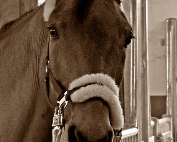 jumper Monello 7 (Hanoverian, 2001, from Markus Deak xx)