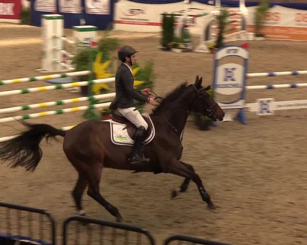 Reitturnier Neumünster 2019