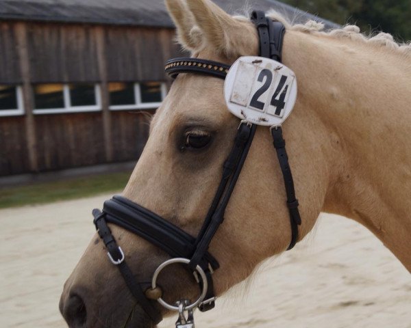 broodmare HET Golden Graciella (German Riding Pony, 2009, from Gandalf) broodmare HET Golden Graciella (German Riding Pony, 2009, from Gandalf)