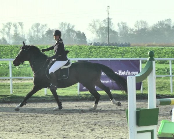 Reitturnier Langenau 2019