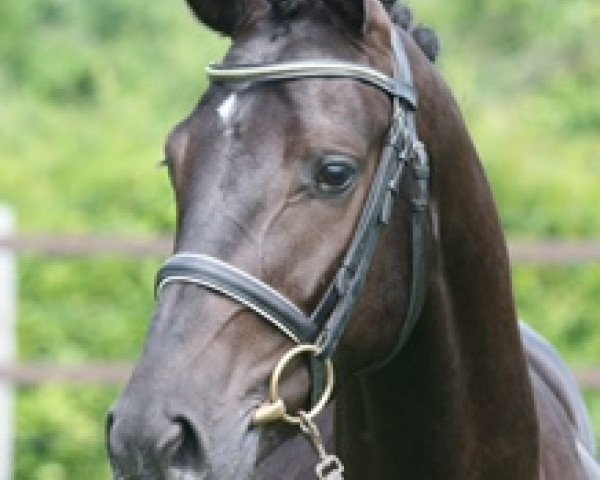 dressage horse Confetti S.D. (Westphalian, 2009, from Conteur)