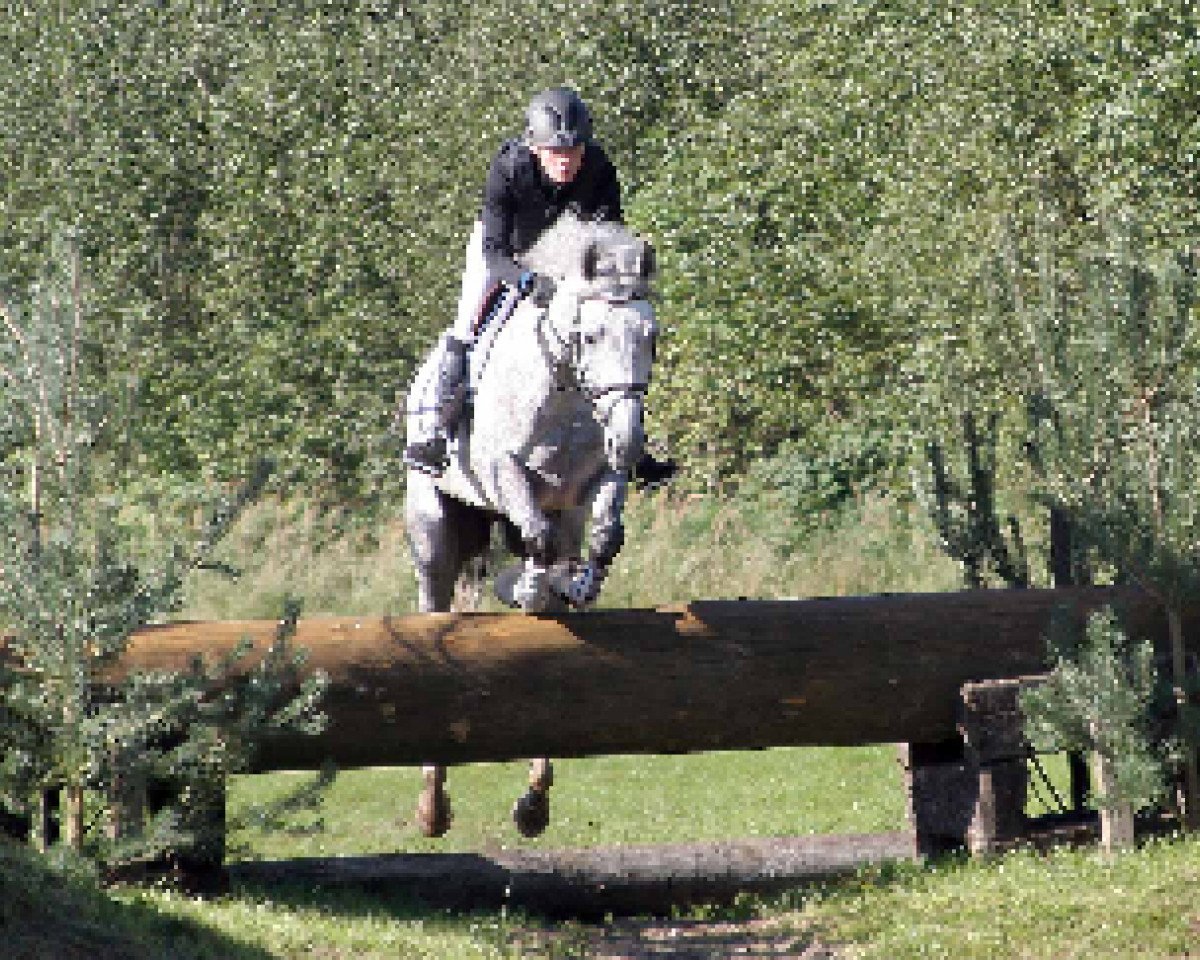 stallion Magistral AA (Anglo-Arabs, 2011, from Rock'n Roll Animal AA)
