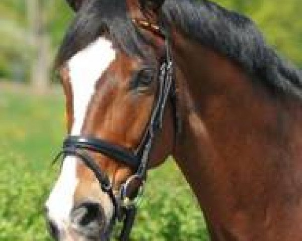 horse Paso Doble 24 (Bavarian, 1995, from Don Primero)