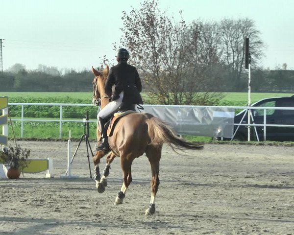 Reitturnier Langenau 2019