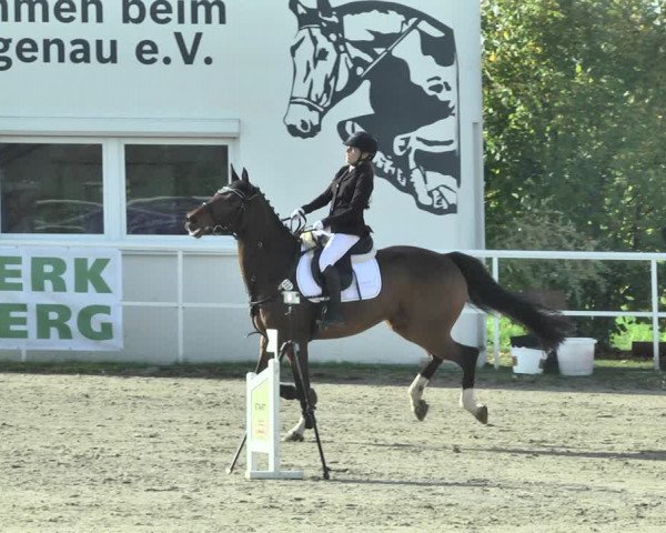 Reitturnier Langenau 2019