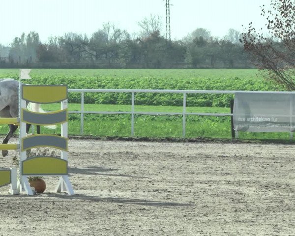 Reitturnier Langenau 2019