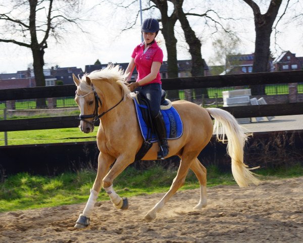 Dressurpferd Don't Stop (Deutsches Reitpony, 2003, von Don't Worry Be Happy)