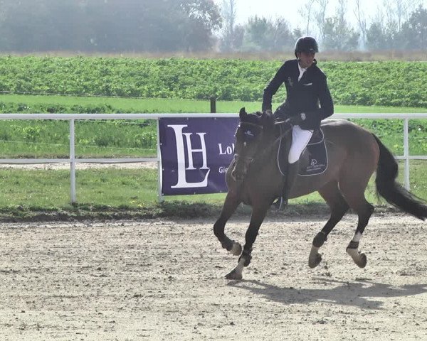 Reitturnier Langenau 2019