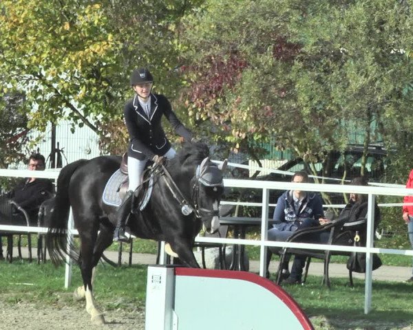 Reitturnier Langenau 2019