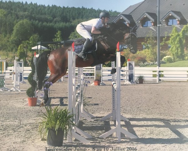 jumper Dis-moi Diarada (Holsteiner, 2009, from Diarado)