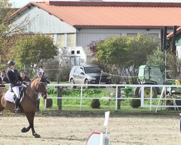 Reitturnier Langenau 2019