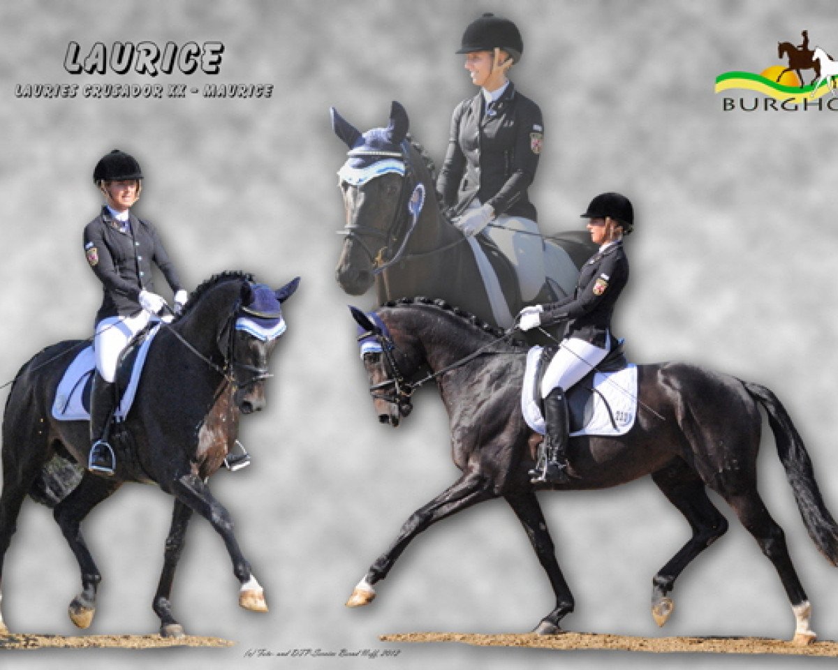 stallion Laurice (Hanoverian, 2006, from Lauries Crusador xx)