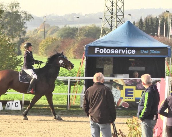 Reitturnier Langenau 2019